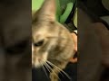 Purr Sound Machine Of Grey Tabby Cat Shorts