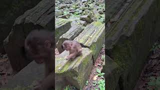 Download lagu #Shorts #YouTubeShorts #ViralShorts #TrendingShorts #CuteAnimals #AnimalShorts #FunnyAnimals mp3