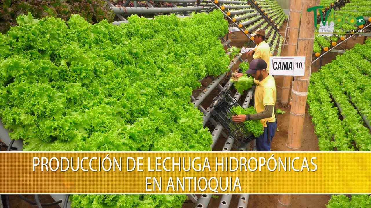 Produccion de Lechuga Hidroponicas en Antioquia- TvAgro por Juan Gonzalo Angel Restrepo