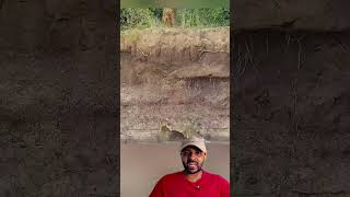 Jacare Grudou o Leão 😱