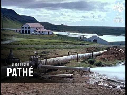 Out-Takes / Cuts From Cp 353 - 2 Of 2 - Hot Springs Iceland And Croc Garden (1961)