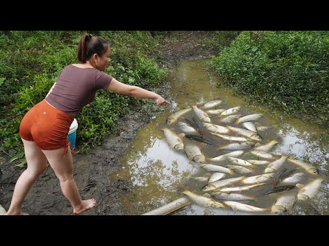 top videoThe village girl use water pumps to drain the water in the wild lake to catch a lot of fish