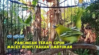 Download lagu Pancingan cipoh macet bunyi/bahan ombyokan tersukses!!suara sirtu betina birahi memanggil jantan mp3