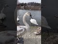 Swan in Oslo