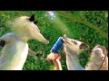 Over The Hedge Hammy Drinks Red Bull Scene