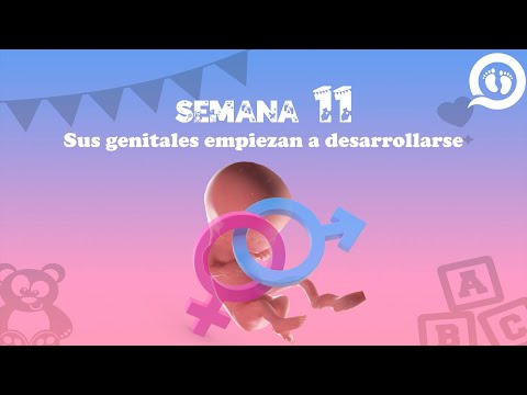 Semana 11 de #embarazo