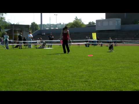 Yamina und Nala - Disc Dog - UFO Local Uster2010