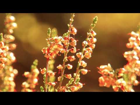 Paweł Ruszkowski - "Kiedyś się zamilknie"