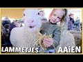 LAMMETJES AAiEN OP LAMMETJES EVENT ? | Bellinga Vlog #2393