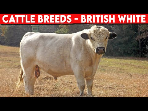 , title : '⭕ Cattle Breeds British White History ✅  British White  Cattle  // Bulls'