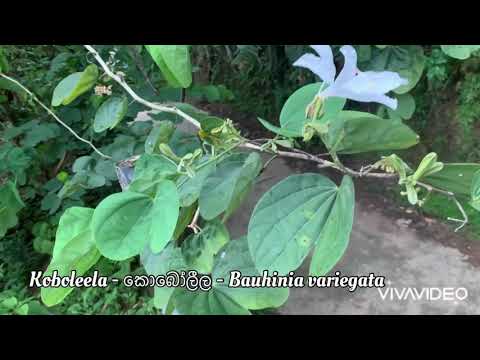 Koboleela - කොබෝලීල - Bauhinia variegata