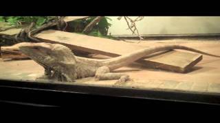 Funny Lizard Rocking Out •