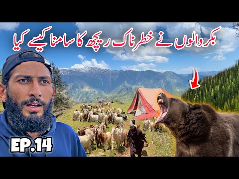 😨 Crossing Dangerous Bear Jungle | Travelling with Bakarwal Nomads in Kashmir Episode 14