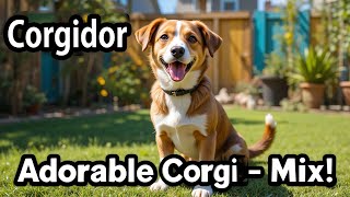 コーギドール: この愛らしいコーギーとラブラドールのミックス犬について知っておくべきことすべて!