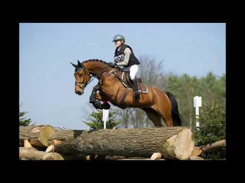 SOLD - Hernan Termo, 20012 KWPN Gelding by Crespo