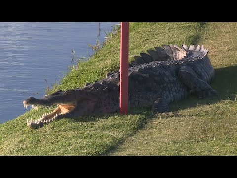 Golfers warned about crocodile at North Palm Beach Country Club that can't be removed