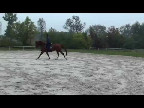 Horse for Sale Charivari 4 yo mare