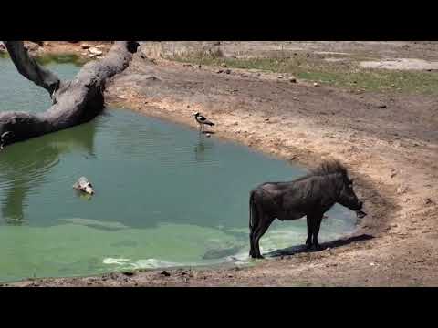 Djuma: Warthog wallow ends with ring around the bum - 13:35 - 11/21/18