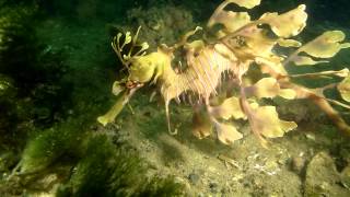 preview picture of video 'Diving with the Leafy Sea Dragon, Kangaroo Island'