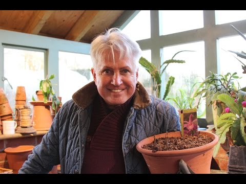 Get Gardening: Yes Please to Pleiones (orchids)!