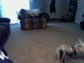 Barney The Schnoodle Being Chased By Dad