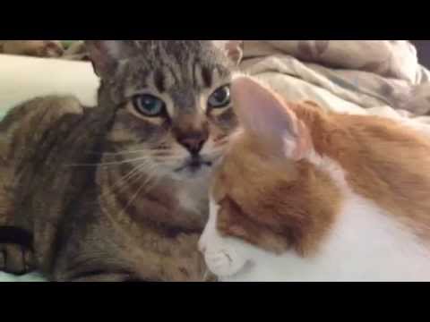 Two Cats Cleaning Each Others Ears