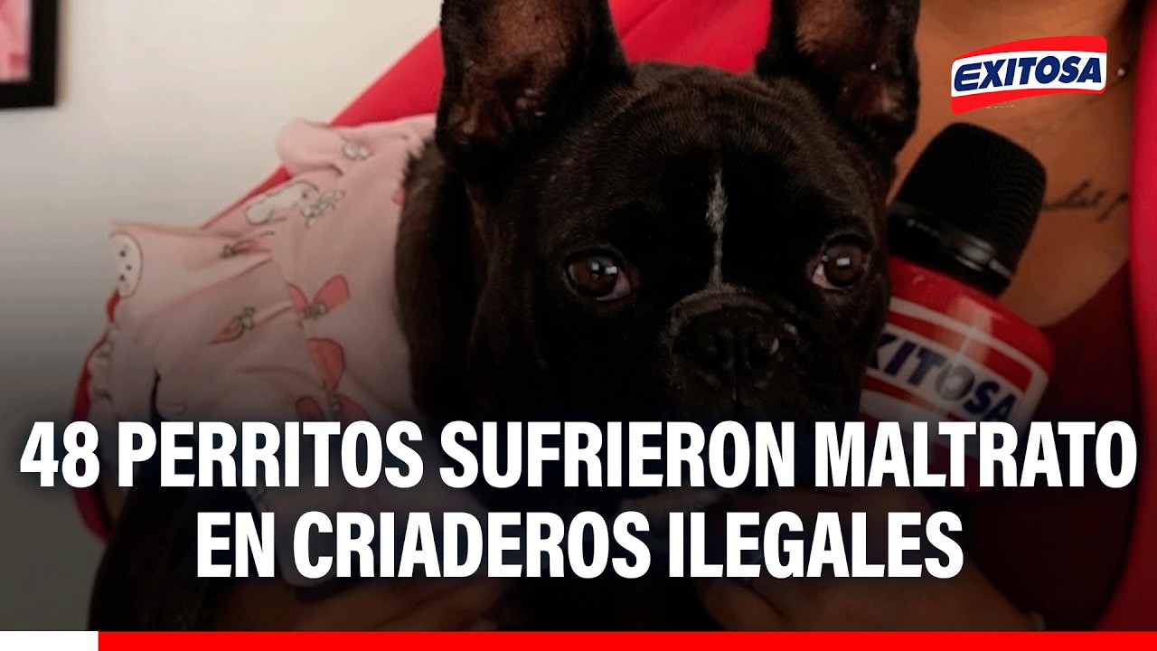 🔴🔵 Canes fueron rescatados y se encuentran en hogares temporales para el cuidado necesario