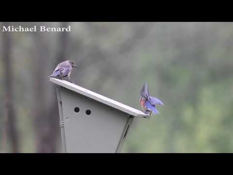 Bluebirds fighting with House Sparrow