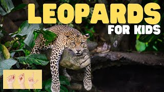 ASL Leopards for Kids