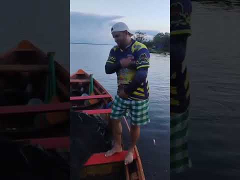 Pesca do Jaraqui, Anori, Amazonas. #adventure #amazonas #pesca #pescaria #pescador