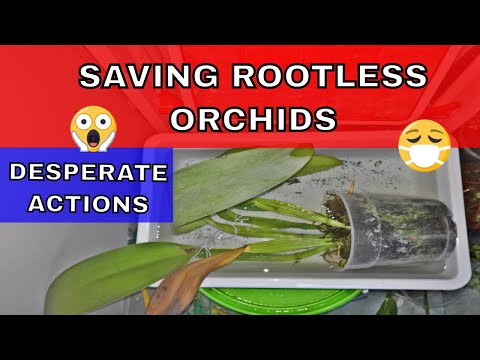 Rescuing Orchids With No Roots - DRASTIC actions