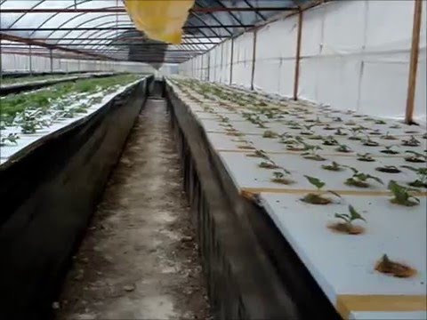 Aeroponic Potatoes