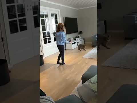#funnycat #funnyvideo #funny #cat #video #hedda #madebyhedda Made by Hedda Jørgensen😸