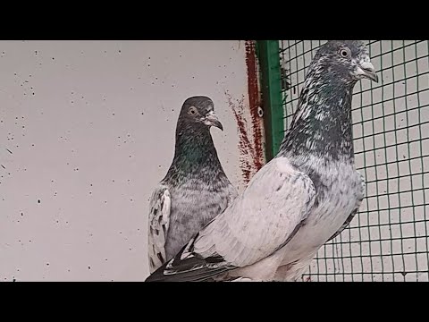 Minar no 6 ki jodi #kabutar #pigeon #kabootar #teddykabootar #breeding #reels #reelsviral
