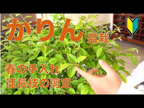 庭にエキゾチックな香りを吹き込むために、カリンの木をいつ剪定すればよいでしょうか?  庭園