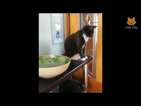 Funny videos Cat and man 🐱 🐱