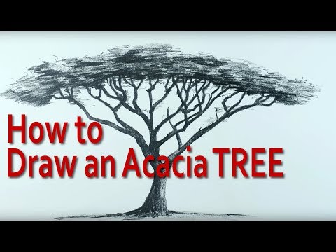 How to Draw an Umbrella Thorn Acacia Tree using Pencil in Nice Easy Steps