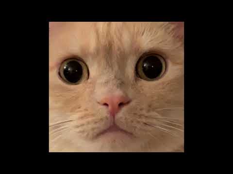 Martin Garrix & Oliver Heldens vs Avicii ft  Salem Al Fakir   Animals silhouettes MASHUP