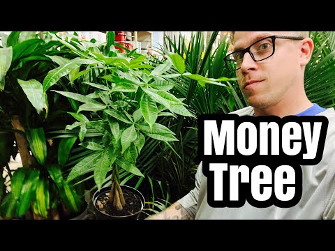 Money Tree Plant Care - Top 3 Tips