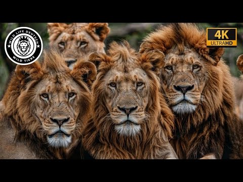 Mapogo: The Fall of Africa's Most Powerful Lion Coalition #Wildlife | Wild Animals