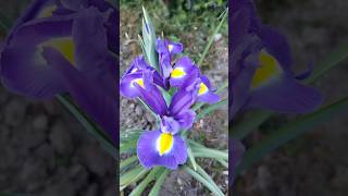 #shorts #iris  Iris flowers