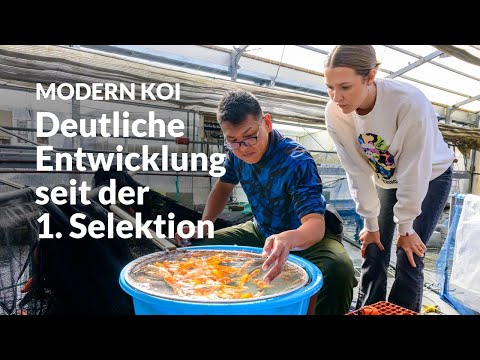 The 2nd Selection (Doitsu) Hariwake | Modern Koi Blog Japan #7781