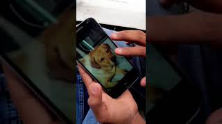 Download lagu jo tum na ho😔 | sad | petlove | leo | anant rastogi | #shorts mp3