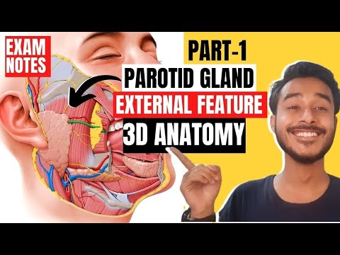 parotid gland external features anatomy | external features of parotid gland anatomy