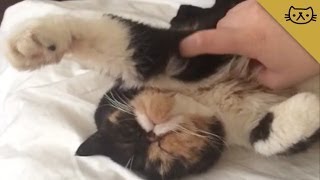 Ticklish Cat