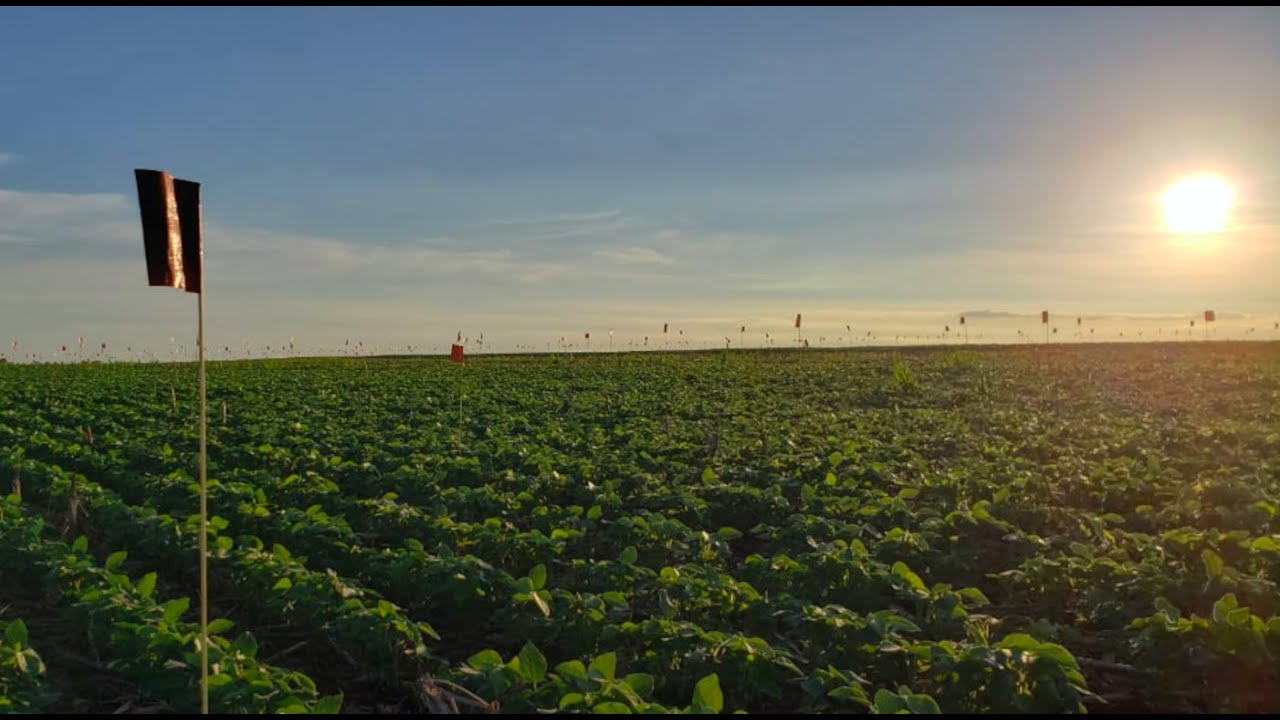 SOJA | O que é mais importante para a Soja? - Ep. 5 (instalação, grupo de maturação e muito mais!)