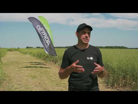 KOKIAS ŽIEMINIŲ RAPSŲ VEISLES RINKSIMĖS RUDENINEI SĖJAI?