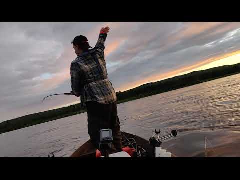 Torniojoki 6.7.2020 Lohi 4,56kg