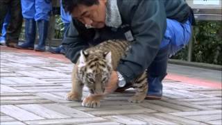 preview picture of video 'アムールトラの赤ちゃんのデビュー④　Debut of baby Amur Tiger ④'