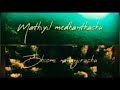 Mel Kaattu Moolaiyila Tajmahal Song AR Rahman Special